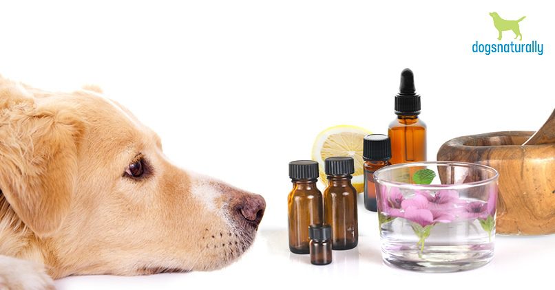 Behandeln Sie Ihren Hund mit ätherischen Ölen