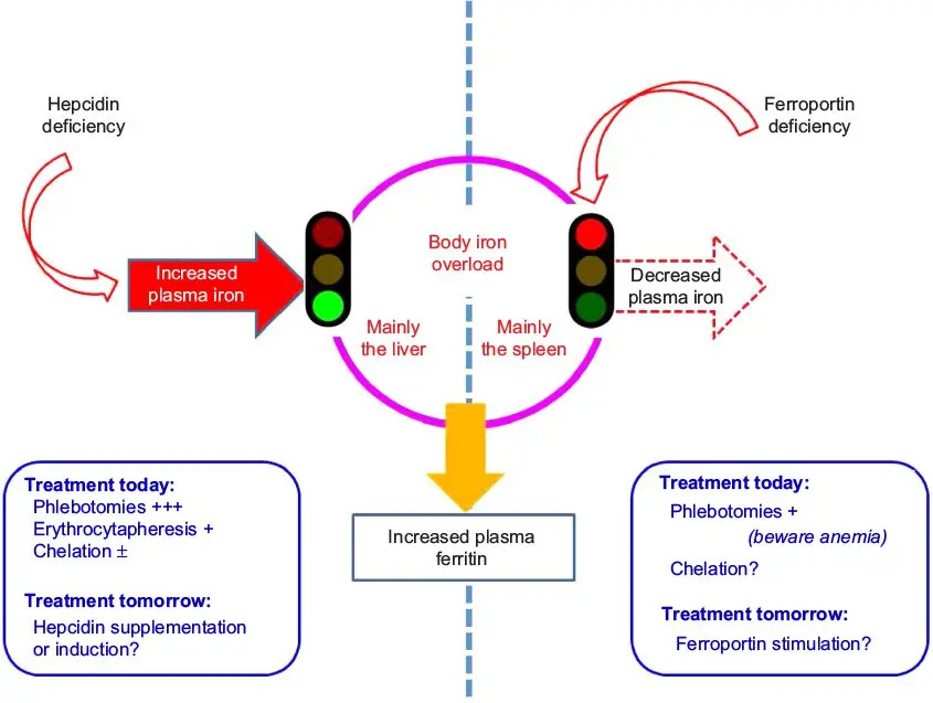 Treatment, management, prevention of hemochromatosis