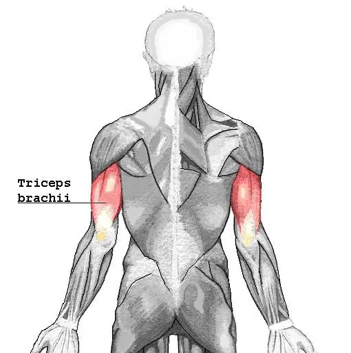 Triceps brachial