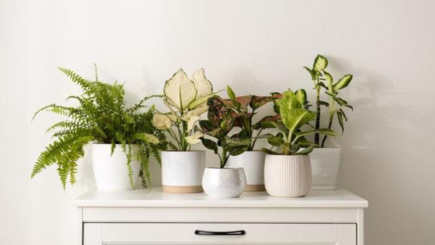 Tricks to care for and protect your plants when you go on vacation