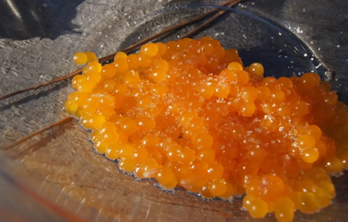 Trout caviar salting recipe