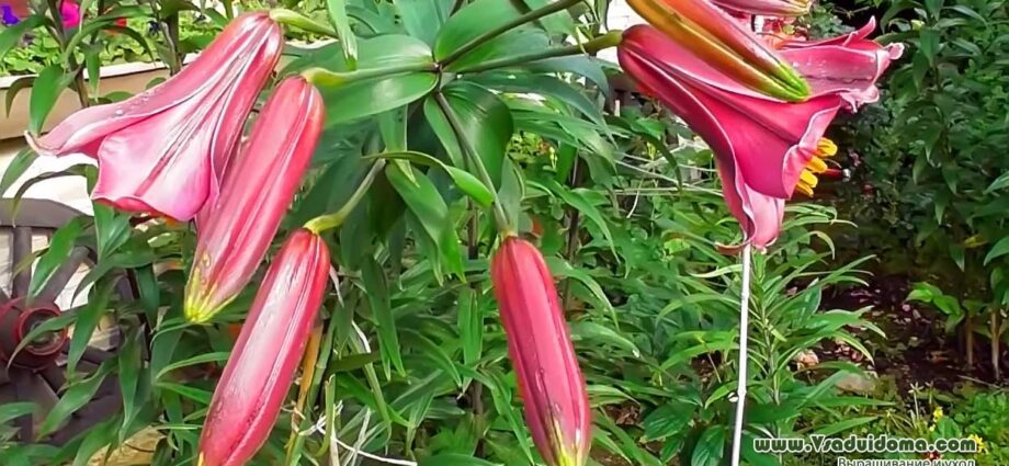 Tubular lilies: varieties, planting and care