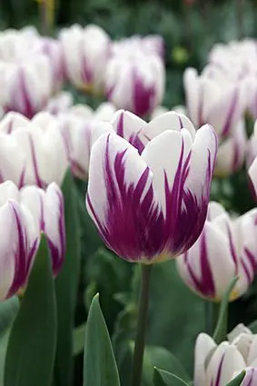 Tulip fleming: description