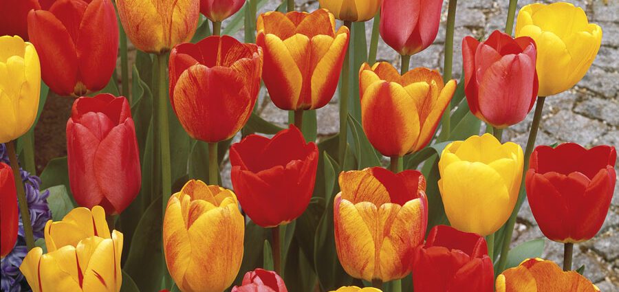 Tulip hybrids: Darwin varieties