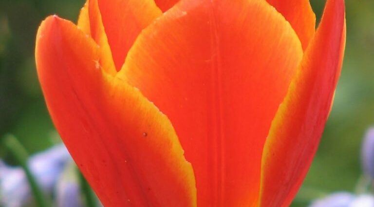 Tulip Orange