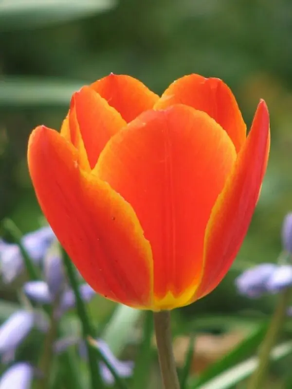 Tulip Orange