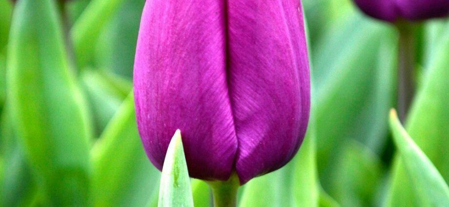 Tulip purple prince