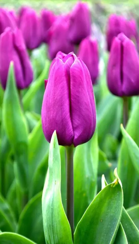 Tulip purple prince