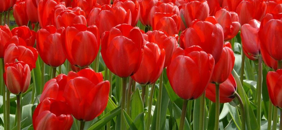 Tulip Red Impression