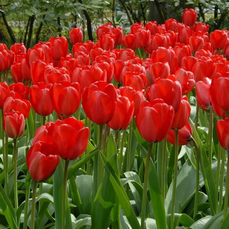 Tulip Red Impression