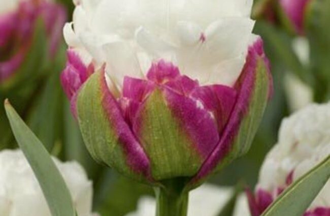 Tulip variety Ice Crimea