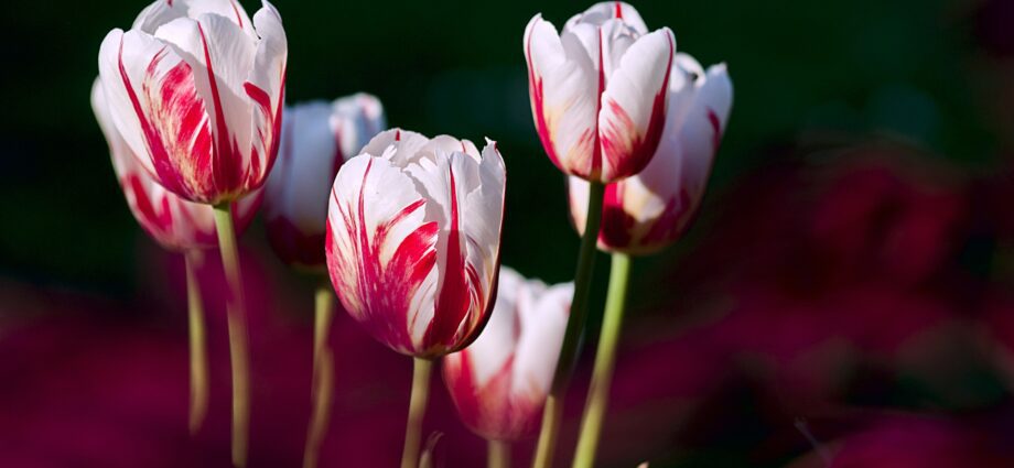 Tulips before winter: how to plant