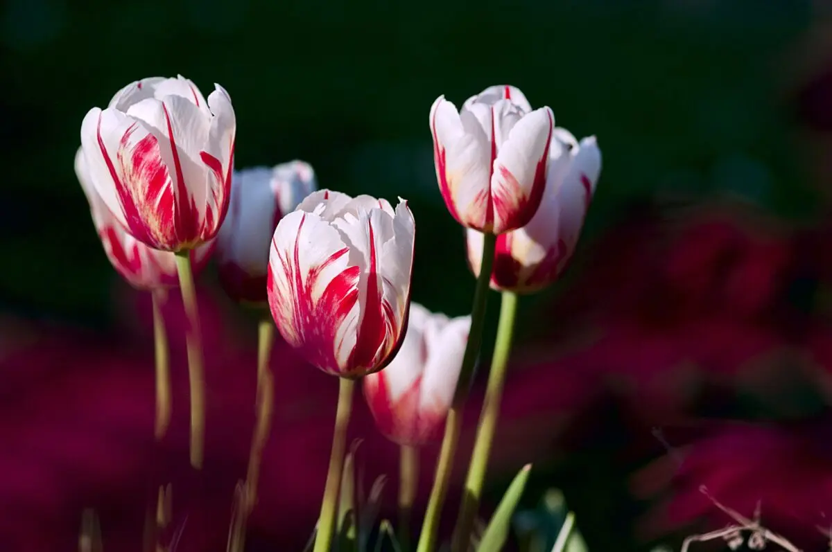 Tulips before winter: how to plant