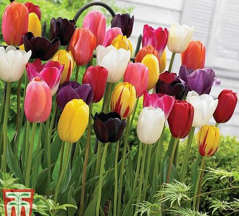 Tulips mix: description, photo