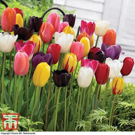 Tulips mix: description, photo