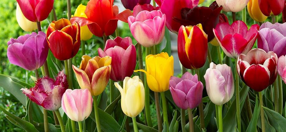 Tulips triumph &#8211; variety description