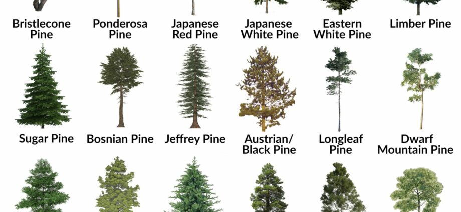 Types and varieties of pines, mountain pine