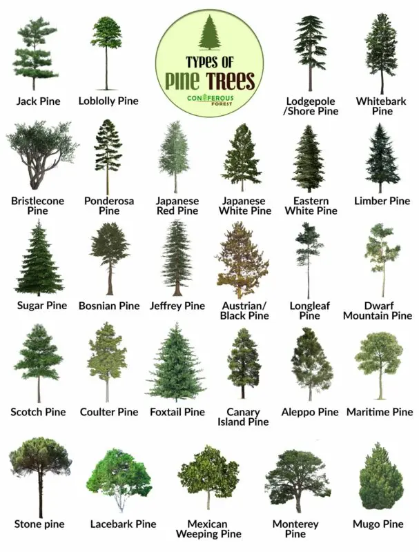 Types and varieties of pines, mountain pine