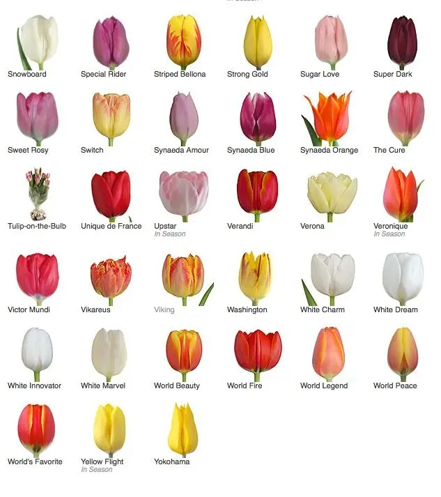 Types, names and varieties of tulips