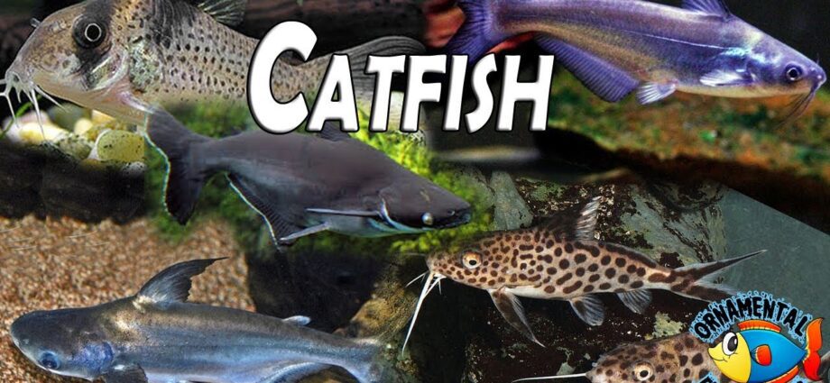 Types of aquarium catfish. Video