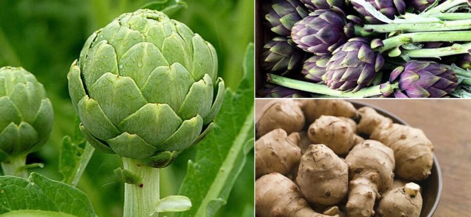 Types of artichokes and their cultivation