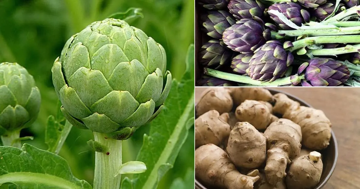 Types of artichokes and their cultivation