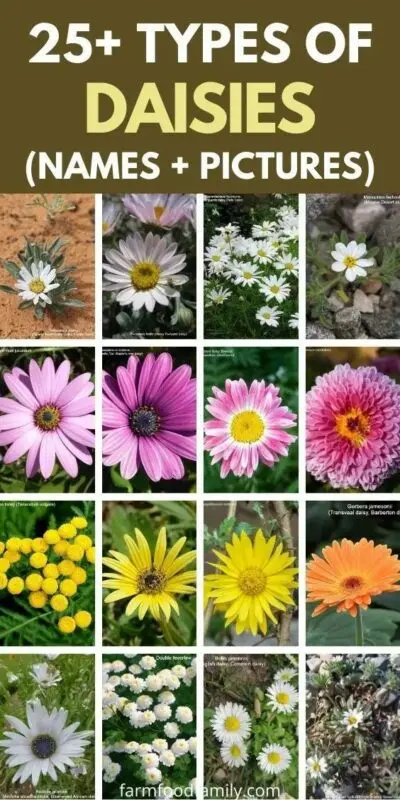 Types of daisies: varieties and names