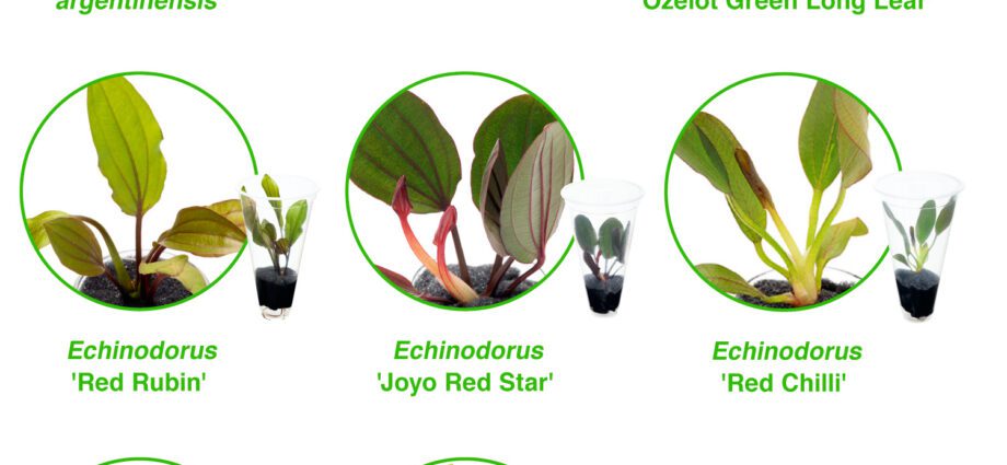 Types of echinodorus and their description