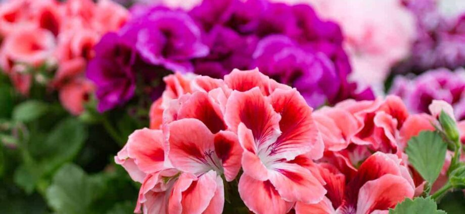 Types of geraniums: description