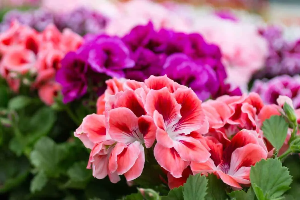 Types of geraniums: description