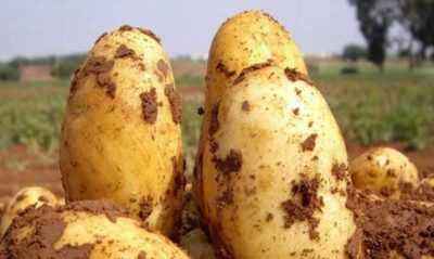 Uladar potatoes: potato variety