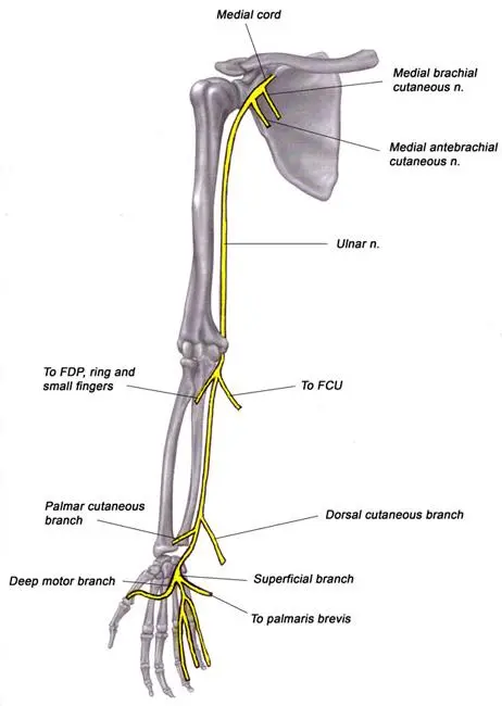 Ulnar nerve