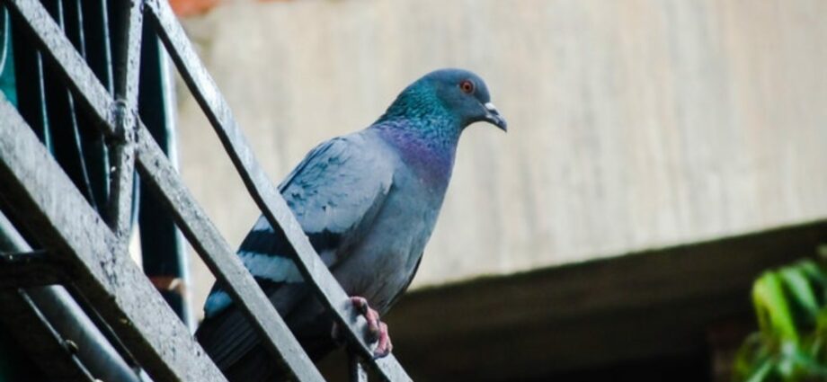 Ongenode gasten: hoe duiven af ​​te weren vanaf het balkon
