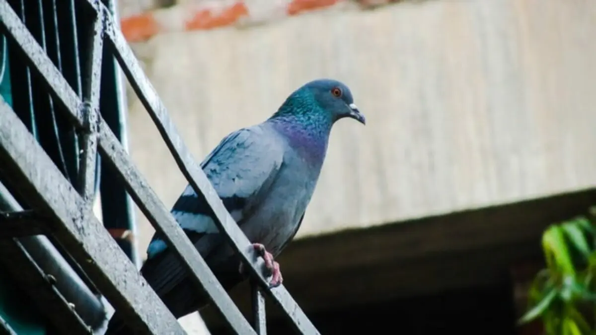 Uninvited guests: how to ward off pigeons from the balcony