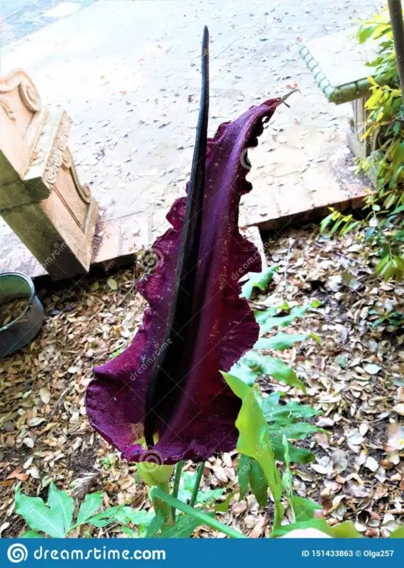 &#8220;Unpleasant&#8221; amorphophallus: photo