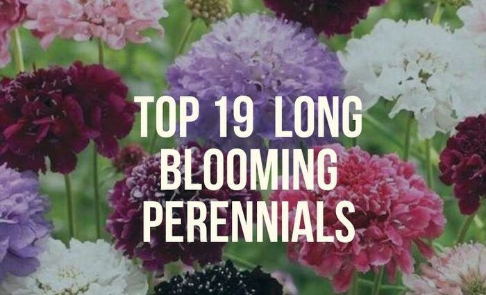 Unpretentious and long-flowering perennials for the garden