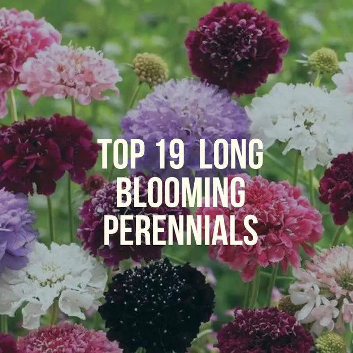 Unpretentious and long-flowering perennials for the garden