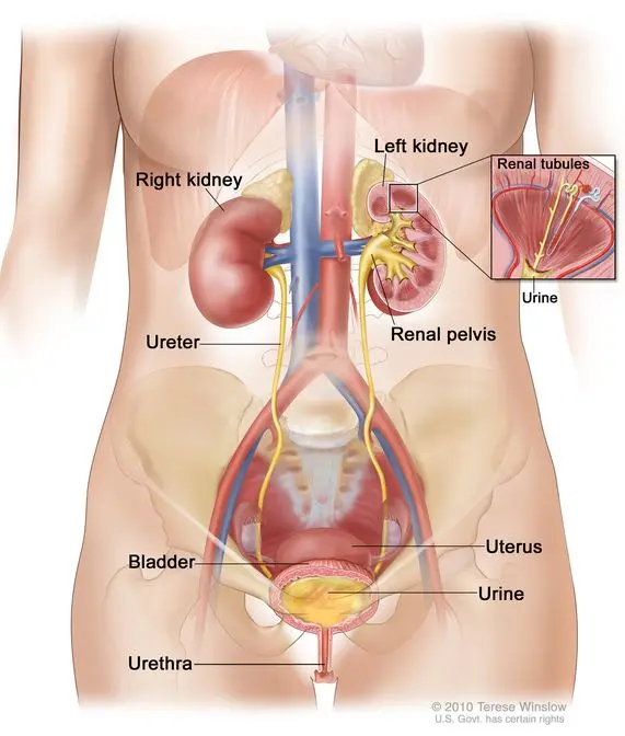 Ureter