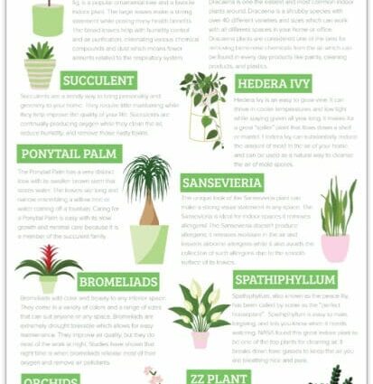 Корисні кімнатні рослини: як доглядати