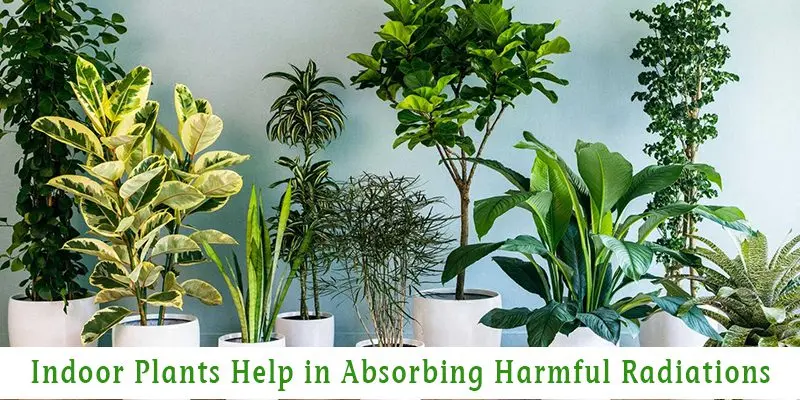 Useful indoor plants will help you fight your computer