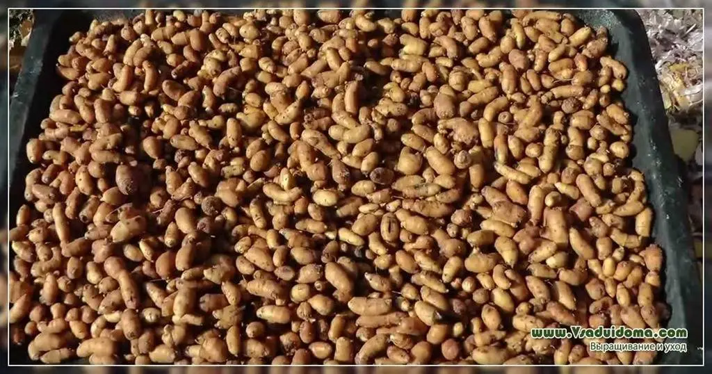 Useful properties of ground almond chuf