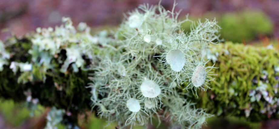 Usnea plant: bearded and blooming