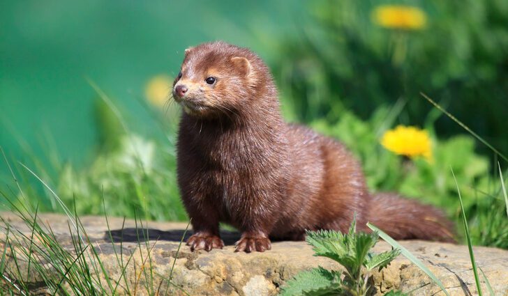 Denmark to kill 15 million mink due to the threat of a new outbreak of coronavirus