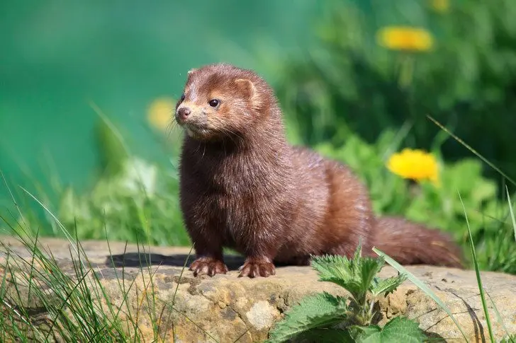 Denmark to kill 15 million mink due to the threat of a new outbreak of coronavirus