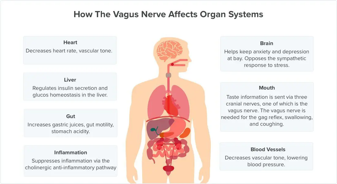 Vagal discomfort: a sign of worry?