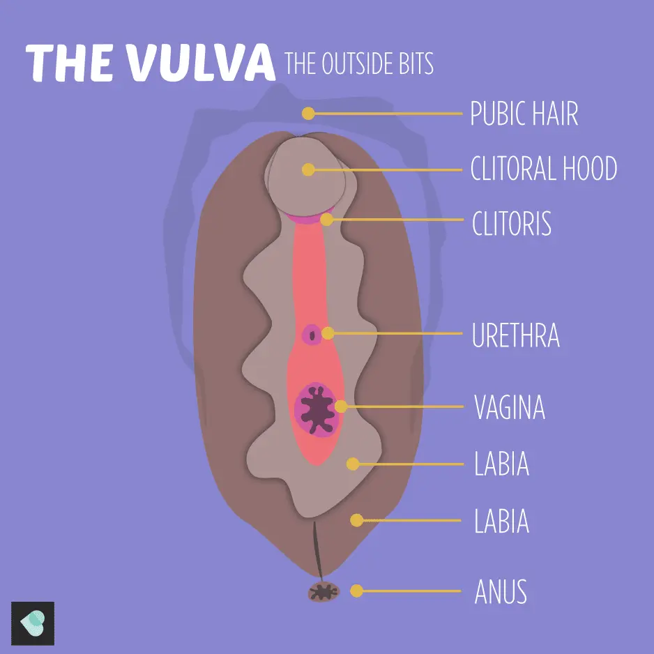 Vagina, vulva, clitoris: what to avoid?