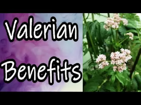 Valerian root: medicinal properties. Video