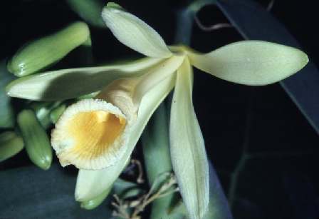 Vanilla flower: behind a luxurious spice