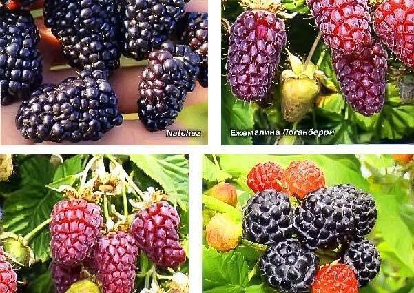 Varieties and cultivation of remontant blackberries