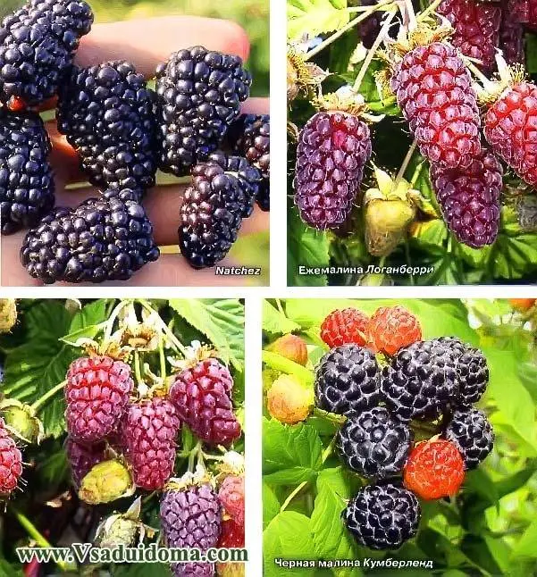 Varieties and cultivation of remontant blackberries